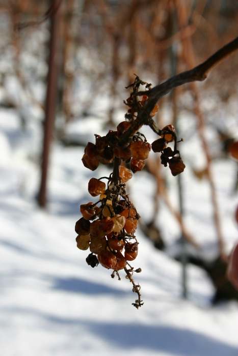 Vignes neige Chardonne - 012